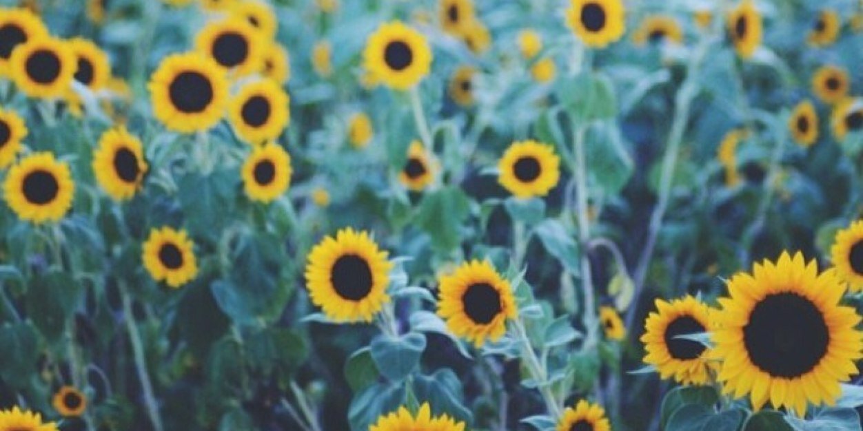 erinmariethomas's profile banner image