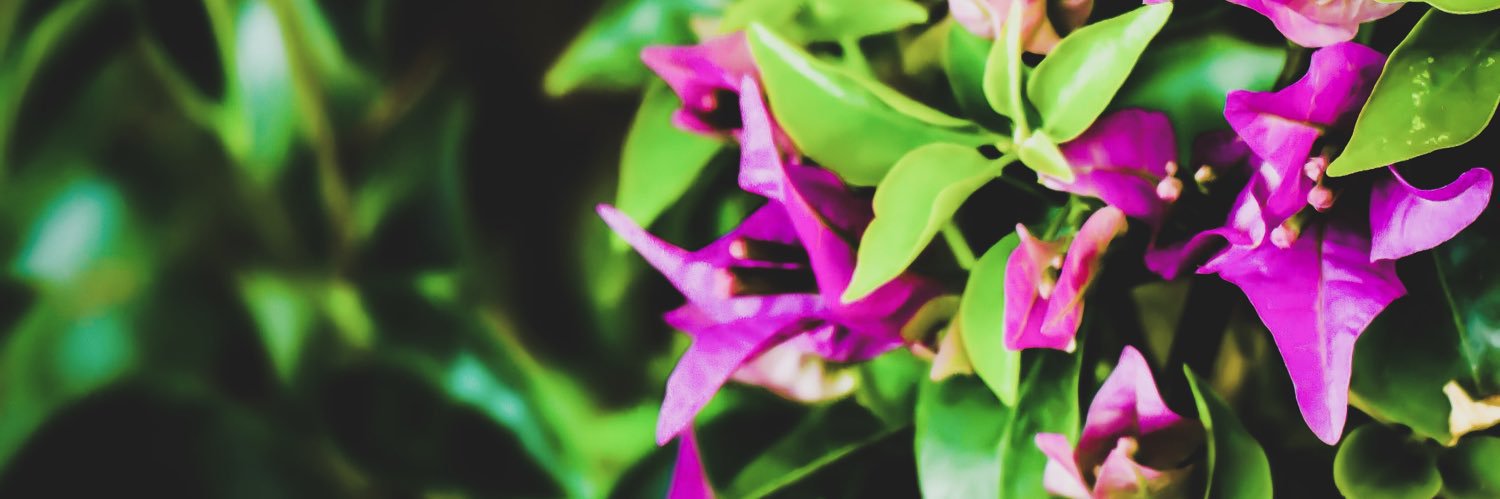 rajashreesraja's profile banner image