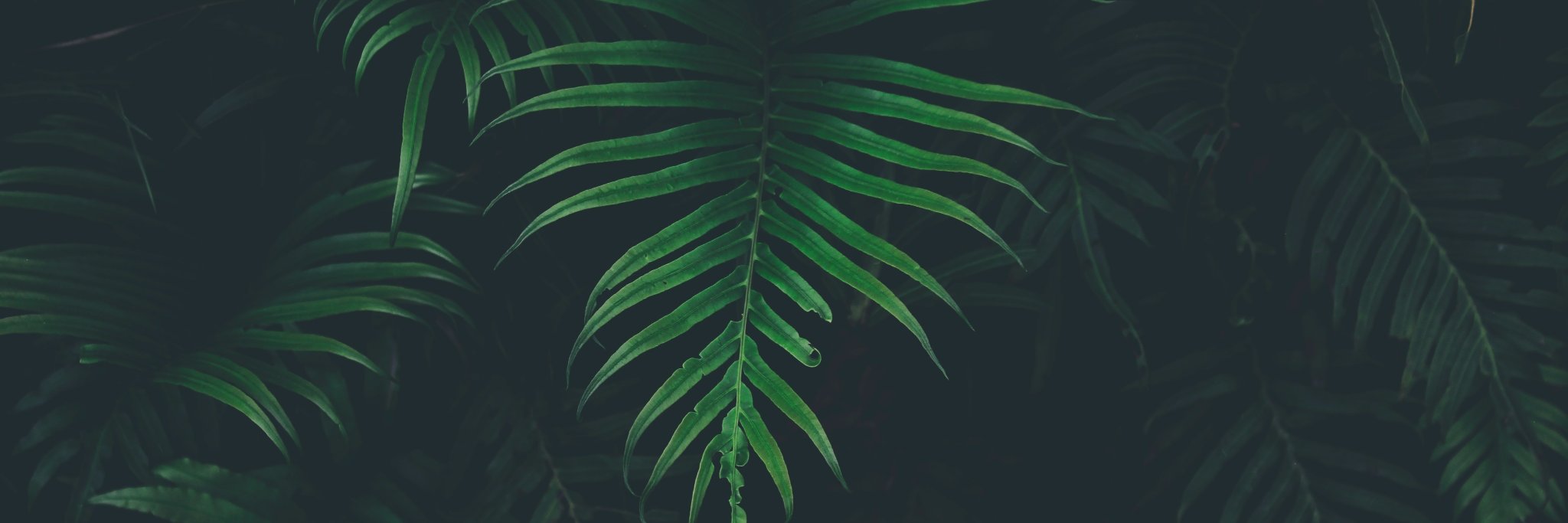 CecileBabour's profile banner image