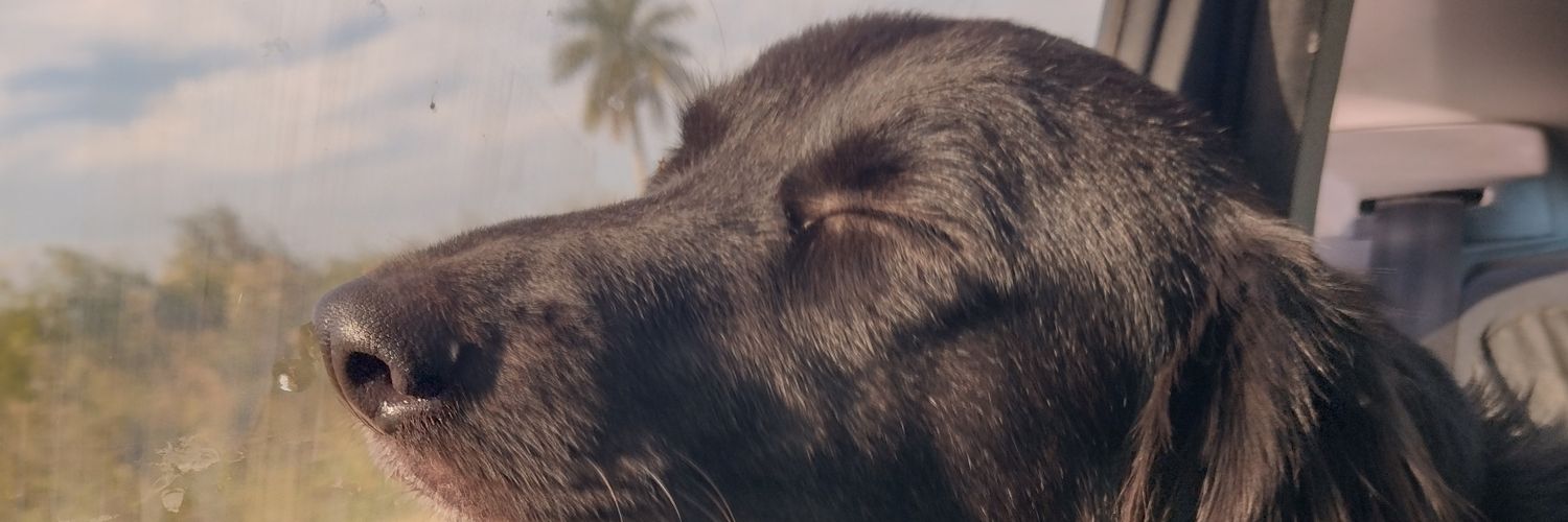 CamiBruscoli's profile banner image