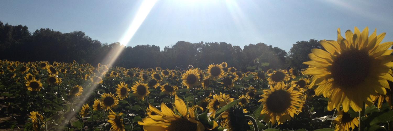 LeanneRubosky's profile banner image