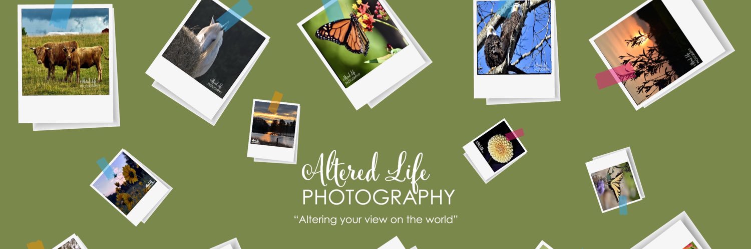 alteredlifephto's profile banner image