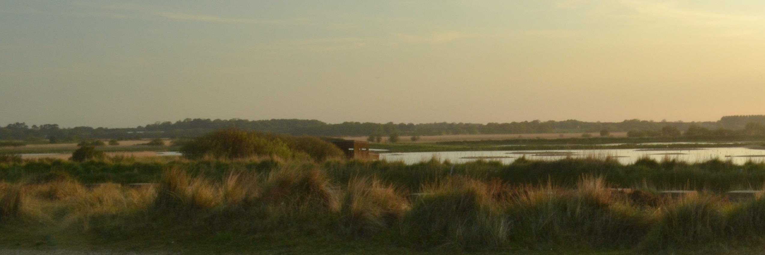 🦖naectegale hraevn🦕 banner