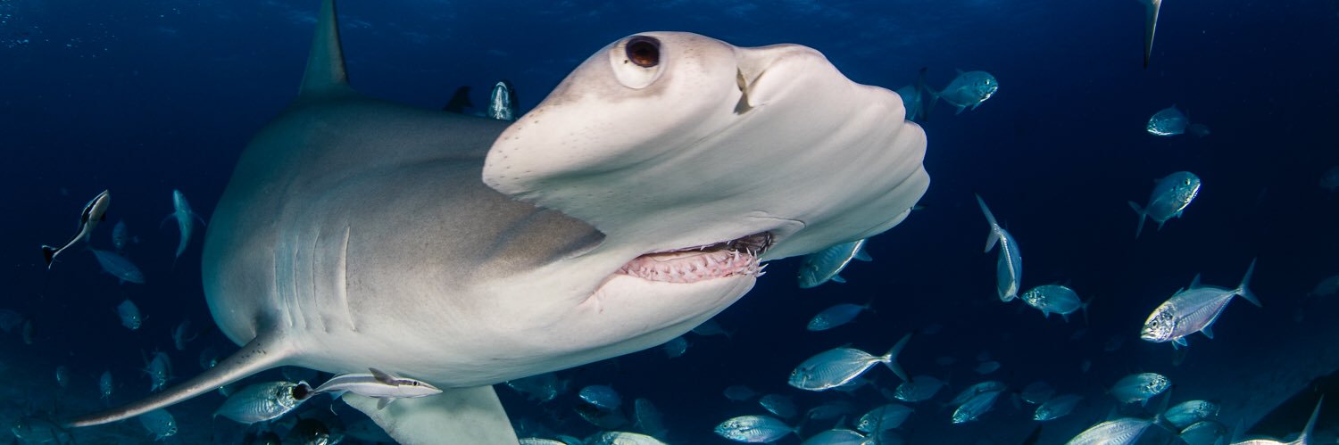 Theresa Guise banner