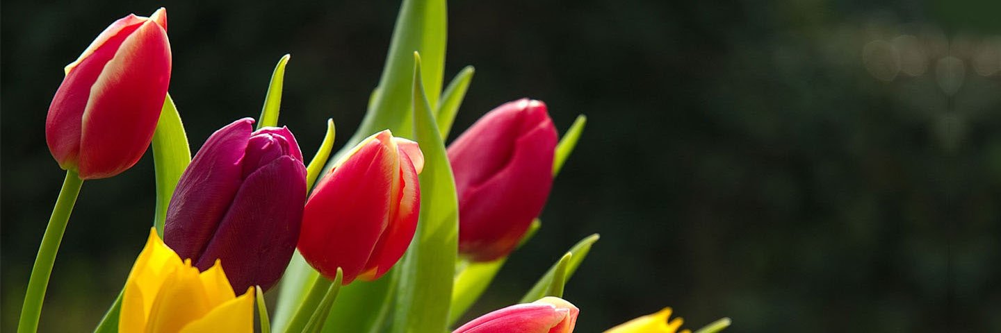 shaeerly's profile banner image