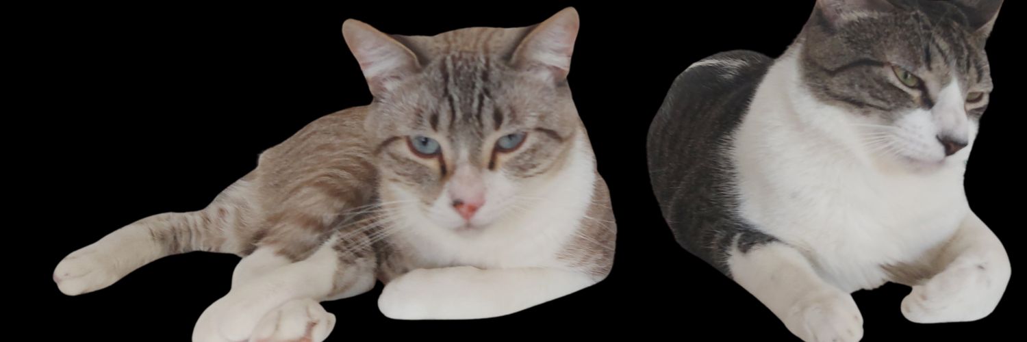 CassiaKNonato's profile banner image