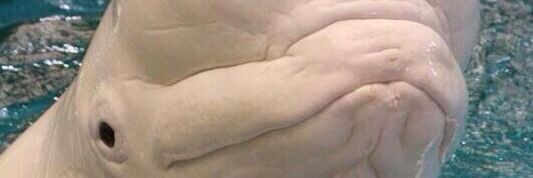 Ishtar_bot_'s profile banner image