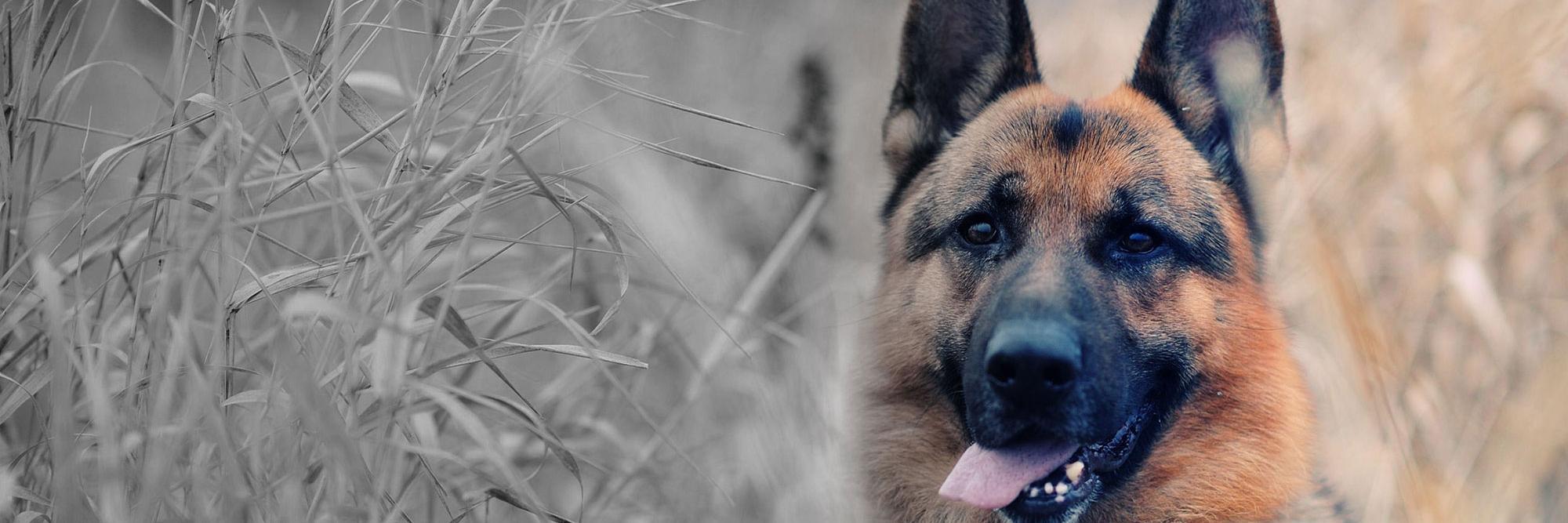 petmedella's profile banner image