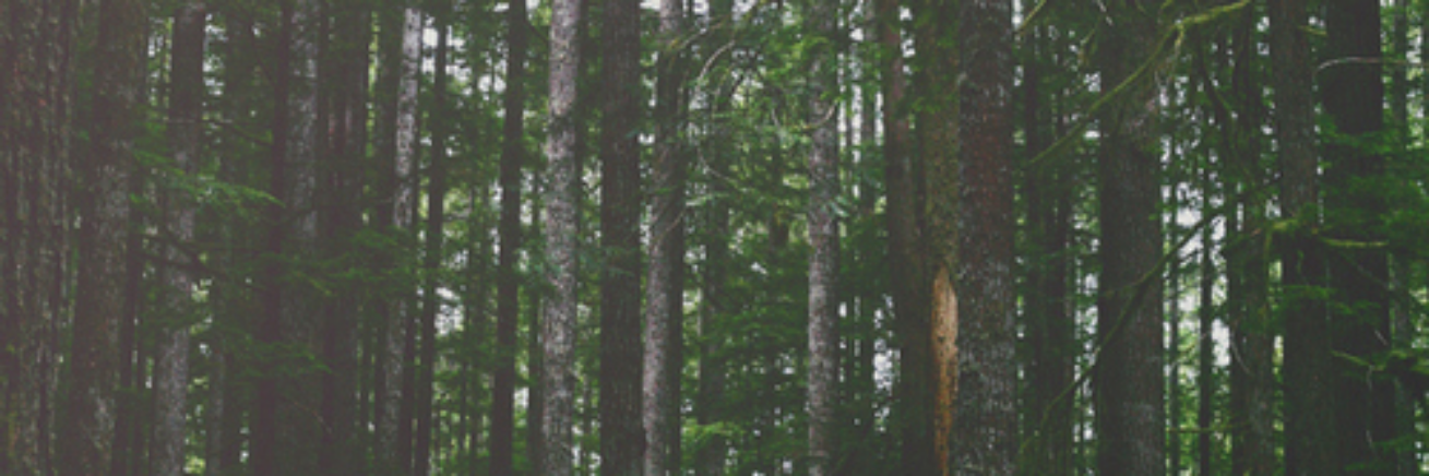itsofficialsdw's profile banner image