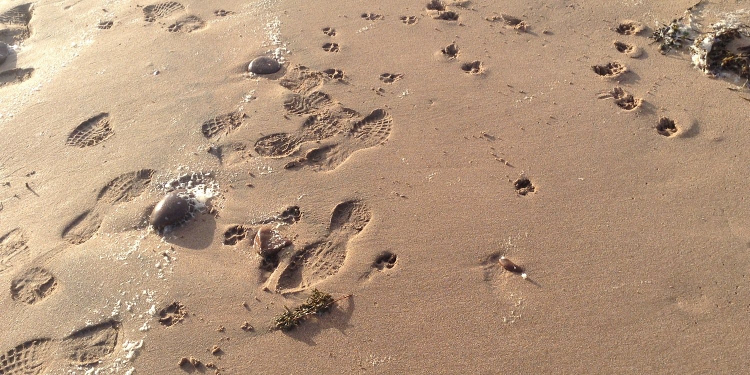 EBorderterrier's profile banner image