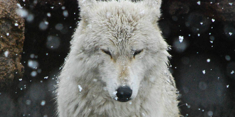 Jamarishammer's profile banner image