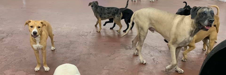 HappyHoundDogs's profile banner image