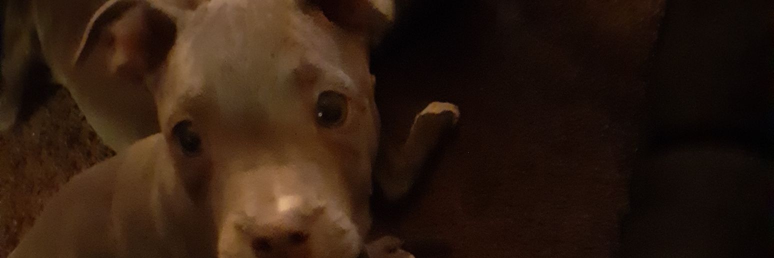 DalanJe's profile banner image