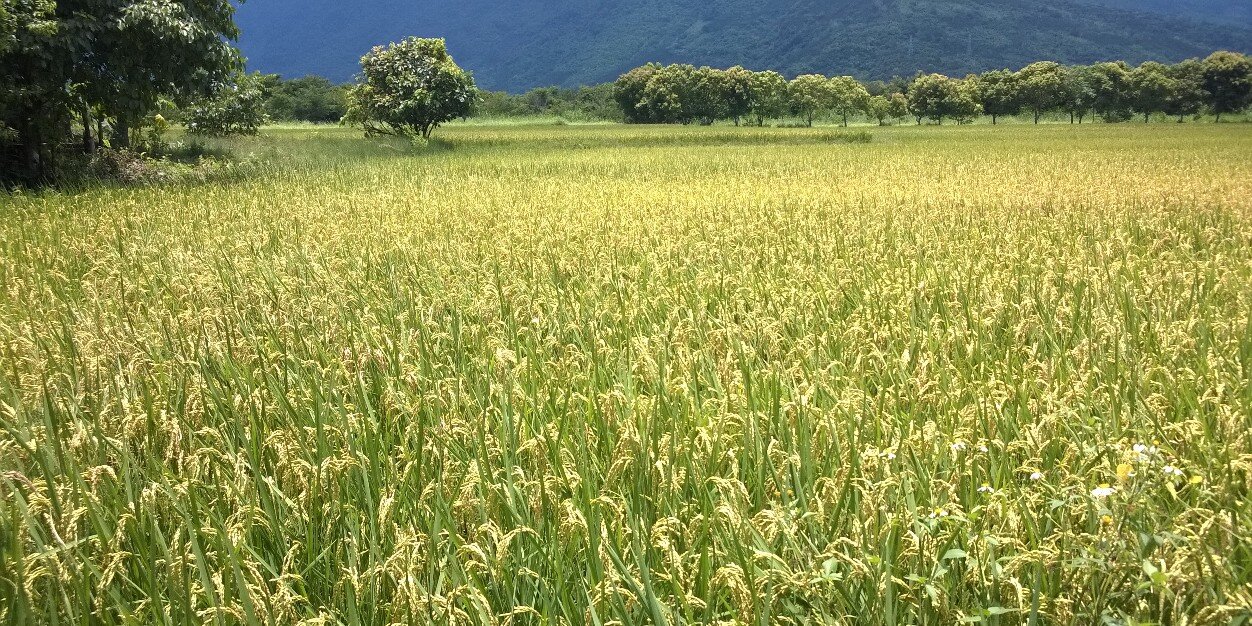 Ξじんぴん banner