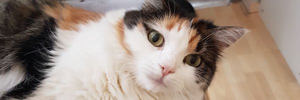 Liel1980 Profile Banner