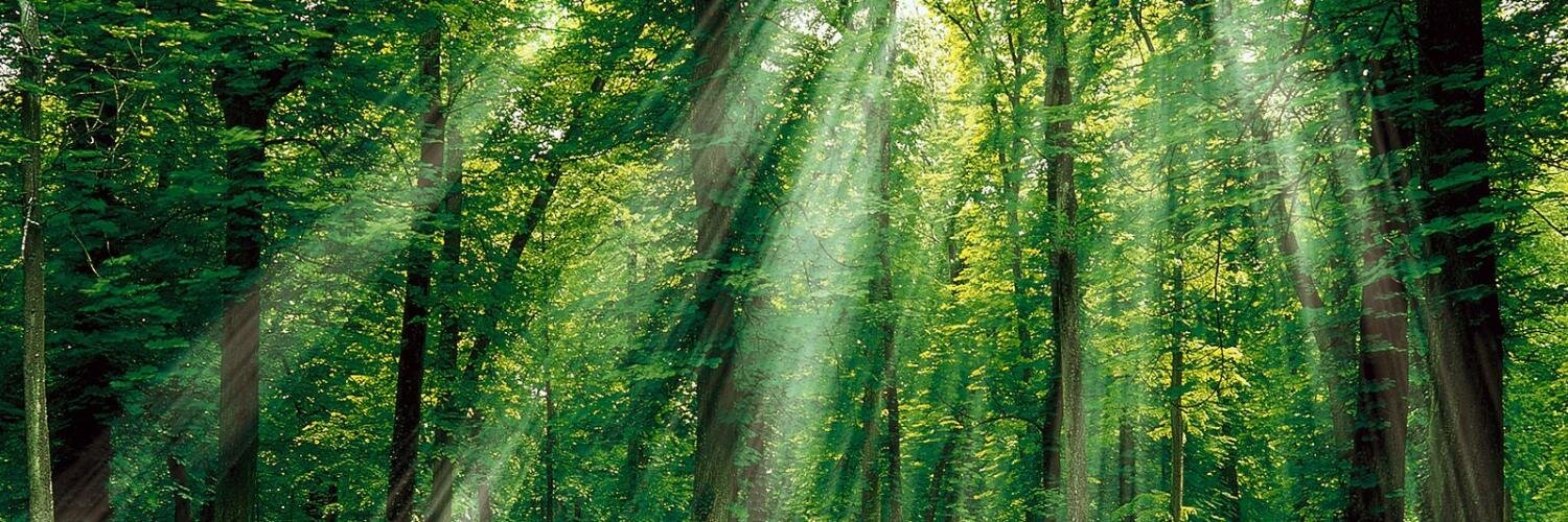 LanceTreeBranch's profile banner image
