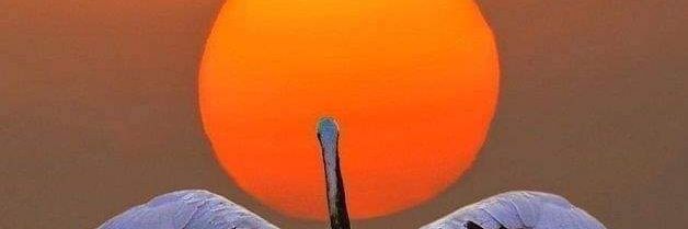 Jainearlete's profile banner image