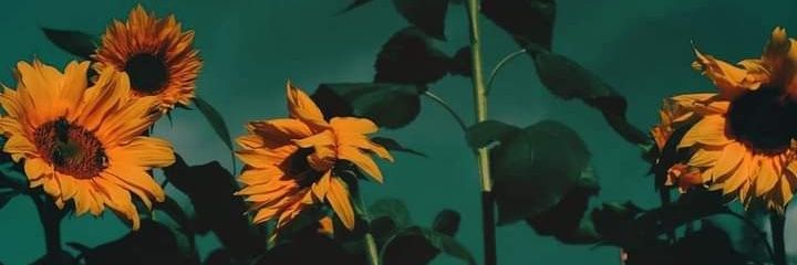 SepulvedaNati's profile banner image