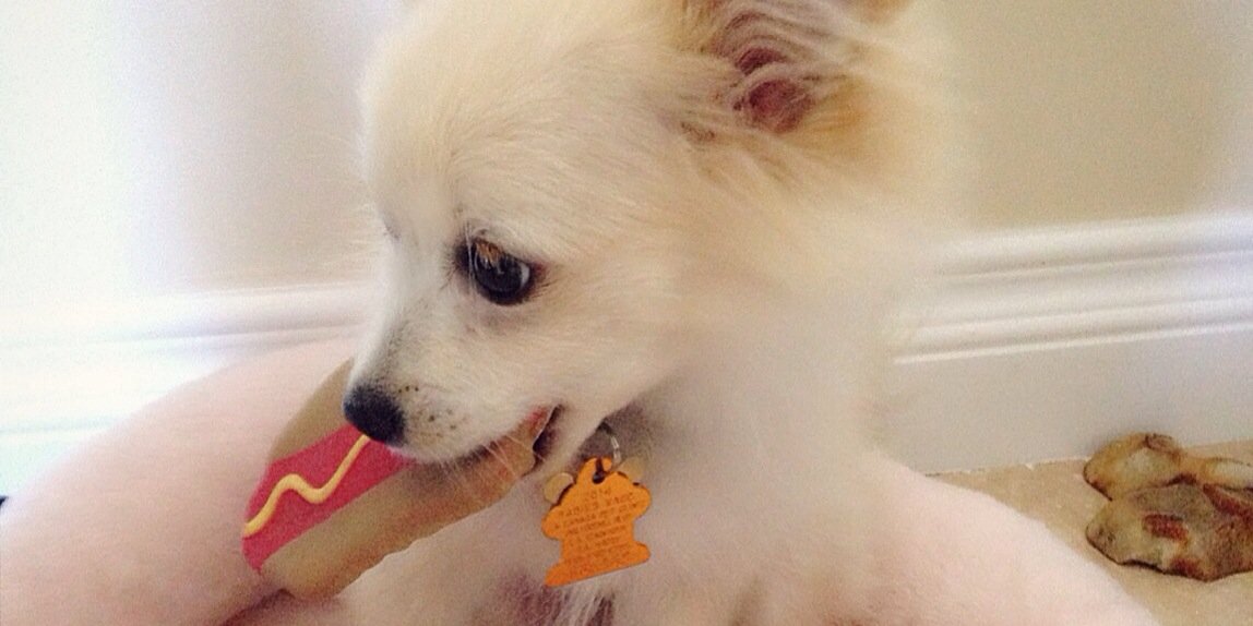 RealFoFoTheDog's profile banner image