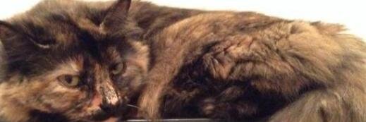 cuteattack_'s profile banner image