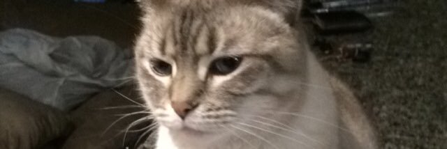 shitty_joke's profile banner image