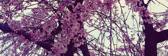 Giulia_Leoni_'s profile banner image