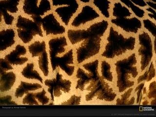 Frau_Elenchen's profile banner image
