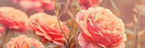 stefanny1708's profile banner image