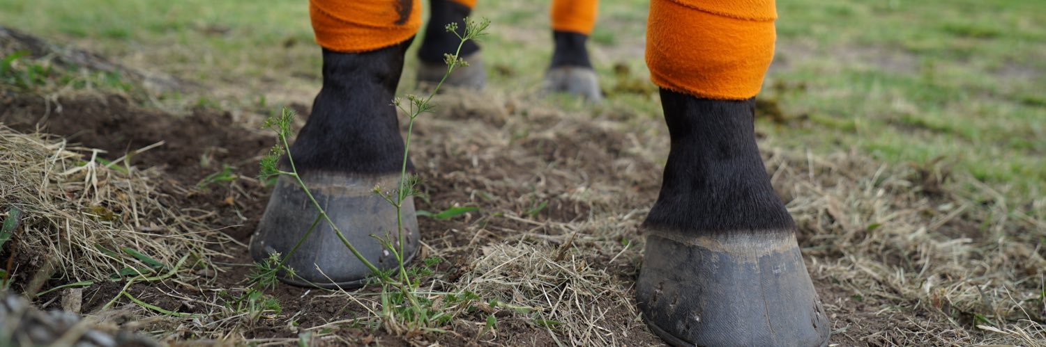 Las Monjitas Polo banner