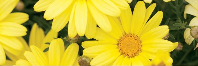 ChiquiVicky's profile banner image