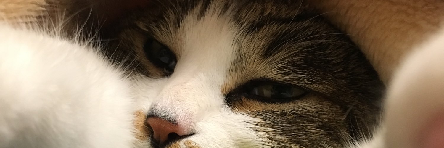 donsavatini's profile banner image