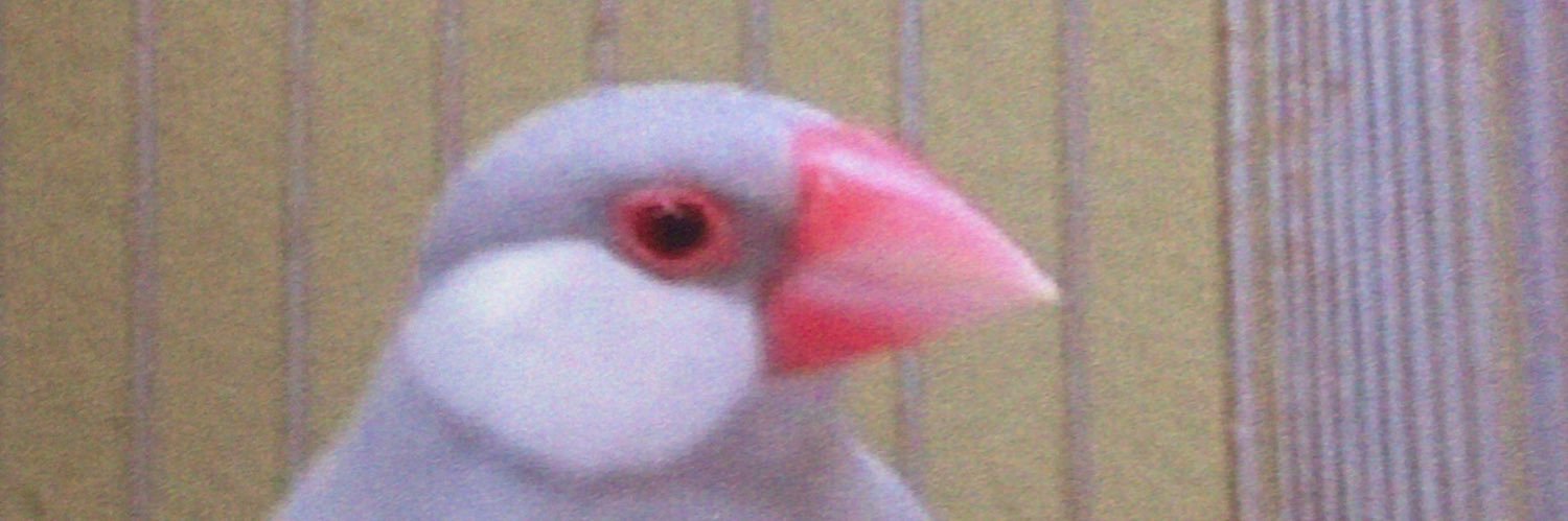 鳥好き banner