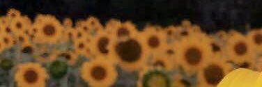 schubert_jordan's profile banner image