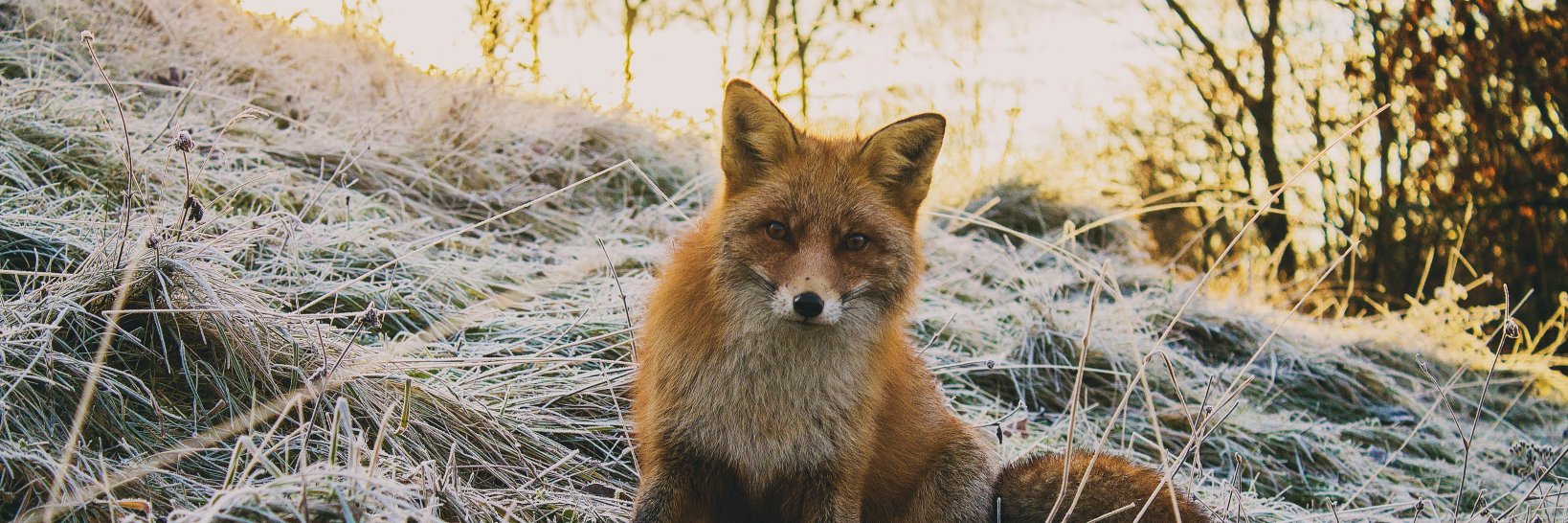Alonzo Foreman banner