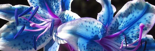 cheeksplitta's profile banner image