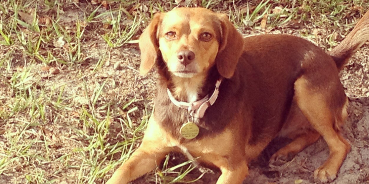 Shea Crawford banner