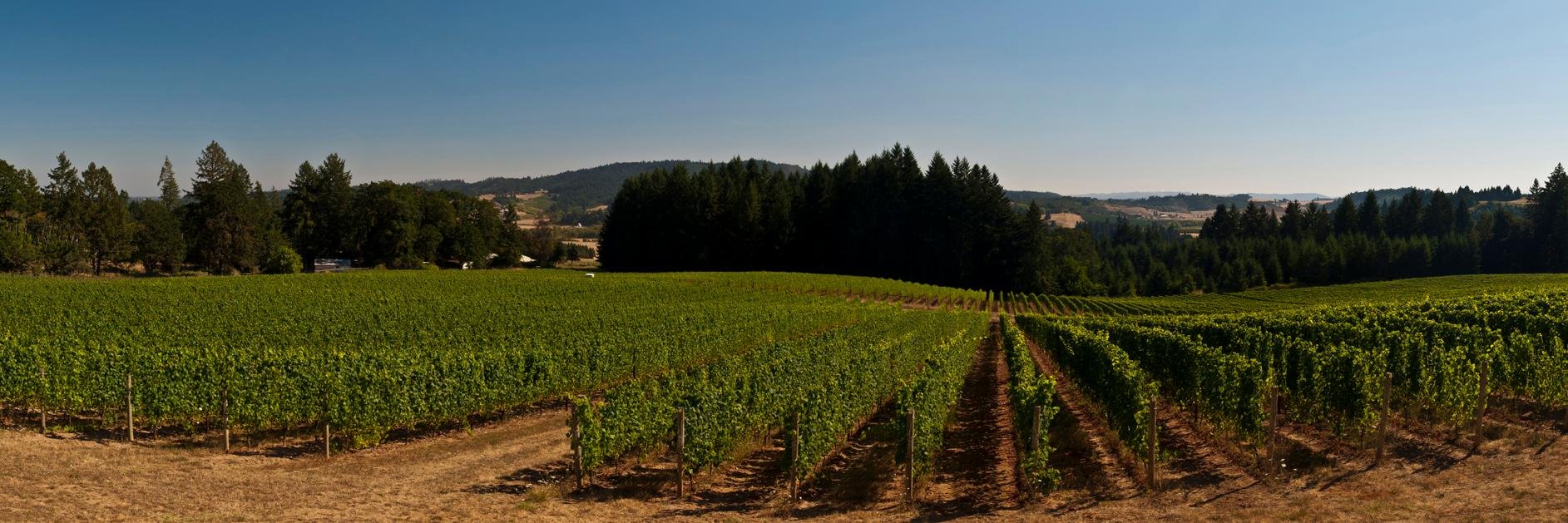 UtopiaVineyard's profile banner image