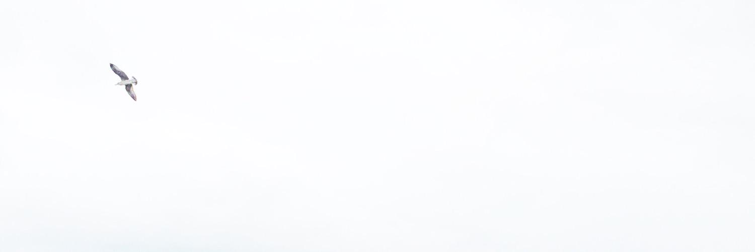lydiasiderius's profile banner image