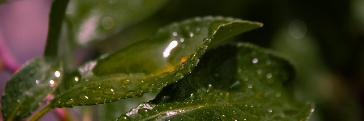 emanalka's profile banner image