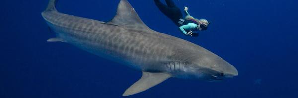oneoceandiving Profile Banner