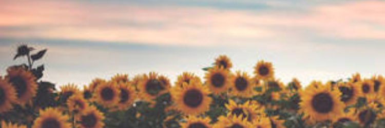 Thaaylopes__'s profile banner image