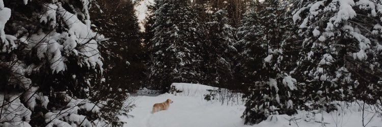 carmmoore's profile banner image