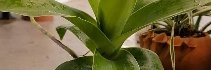 FerretRulo's profile banner image