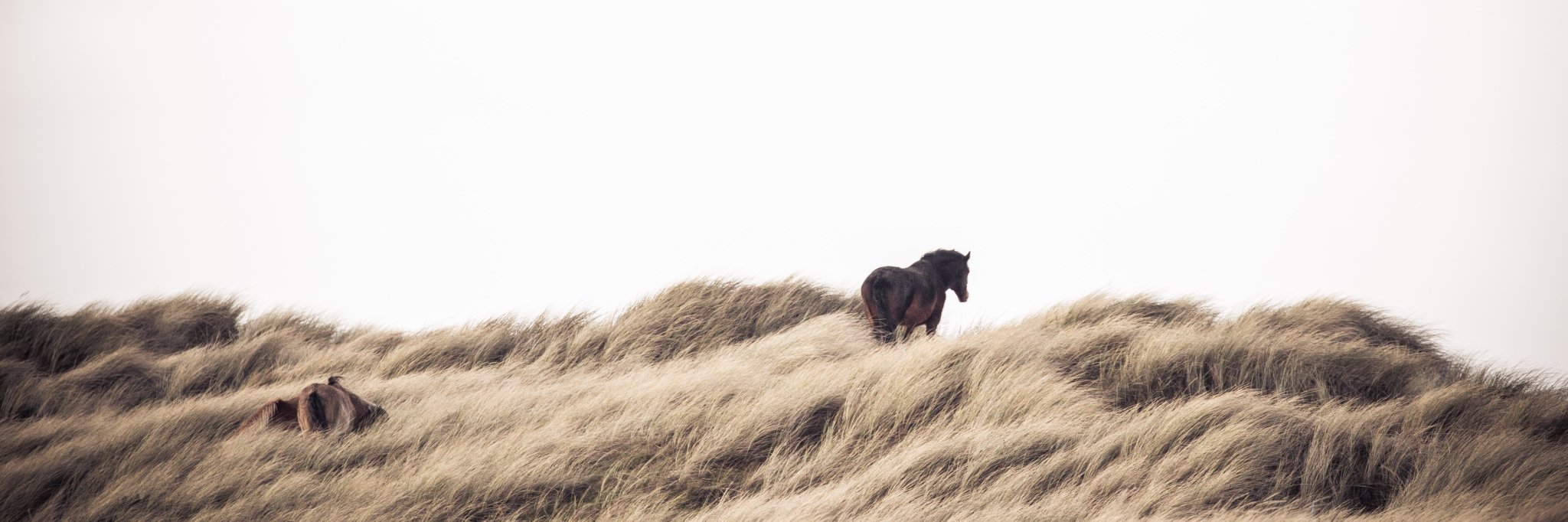 DopstraNL's profile banner image