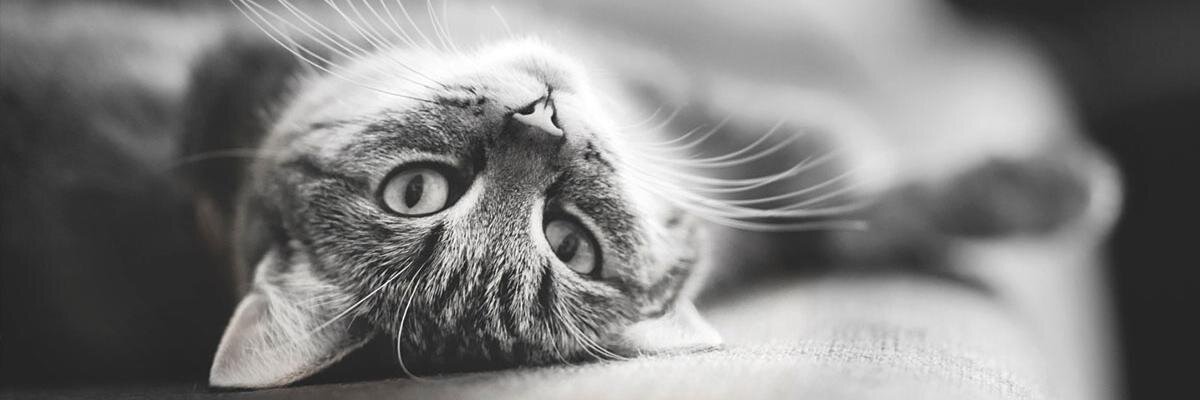 _Bragonzu's profile banner image