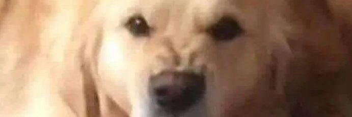 DogApoc's profile banner image