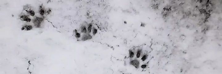 nimnz's profile banner image