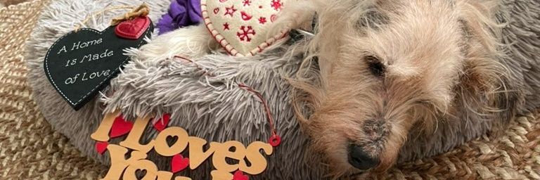 OnlyME🏴󠁧󠁢󠁥󠁮󠁧󠁿🇬🇧🇮🇱🇺🇸🐕🐈‍🐴🦁🎖 banner