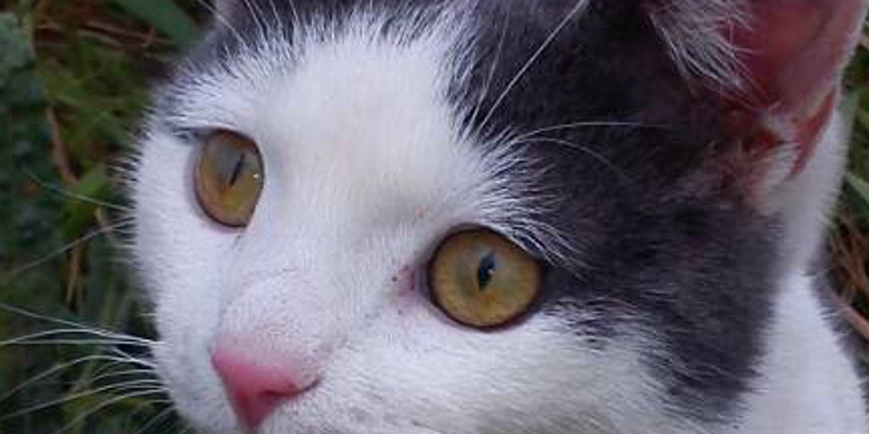 Marco Borrano 🇮🇹🇷🇺🧱🐭#No€#I💚CO2 banner