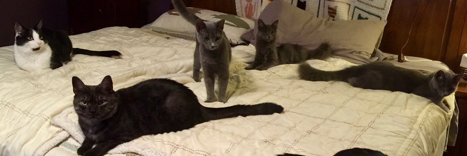 dgraycats's profile banner image
